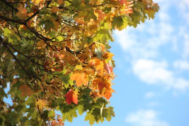 Sonbahar yaprakları mavi gökyüzüne karşı