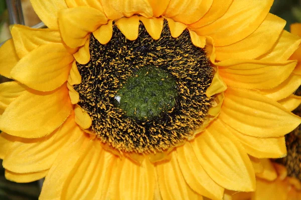 Yellow Flower Sun — Stock Photo, Image