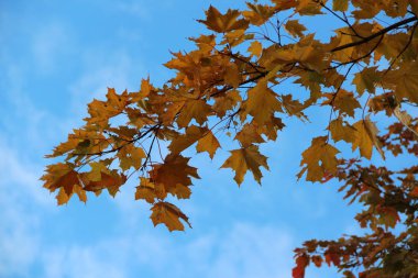 Altın akçaağaç yaprakları Şubesi
