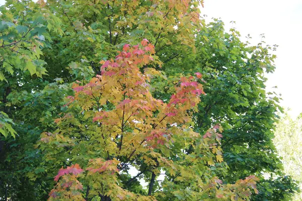 Floresta Colorida Tempo Outono — Fotografia de Stock