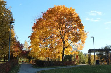 Altın bir top gibi bir taç ile bir ağaç