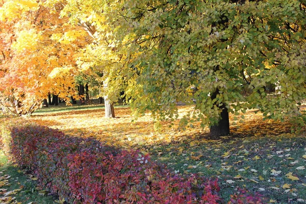 Bosque Otoño Con Colores Brillantes — Foto de Stock