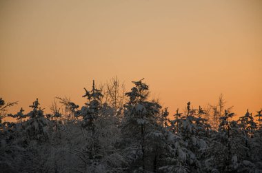 kar kış zaman Aralık saat gün batımında ağacıyla ahşap bir dalı