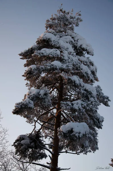 在圣诞节的时候 Wintter 时间的寂寞树与雪 — 图库照片