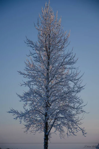 lonely tree with snow on it at wintter time at chrismas time