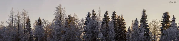 Foorest Árboles Invierno Con Smow Atardecer — Foto de Stock