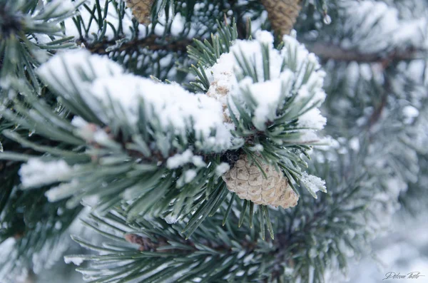 12月日落时 冬天的时候 树上有雪的木头树枝 — 图库照片
