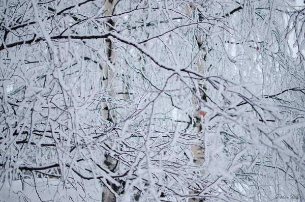 Una Rama Madera Árbol Con Nieve Tiempo Invierno Diciembre Atardecer — Foto de Stock