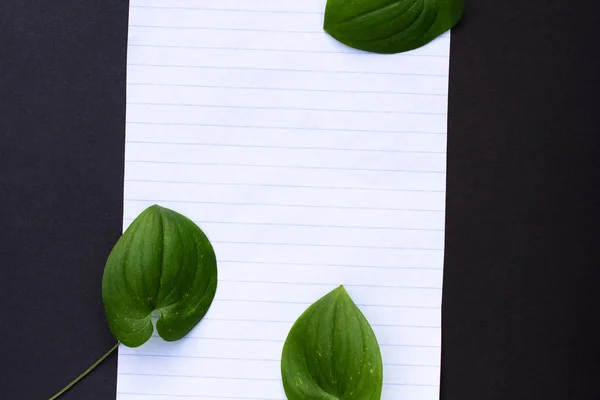 siyah ve beyaz arka plan üzerinde bitki yaprakları