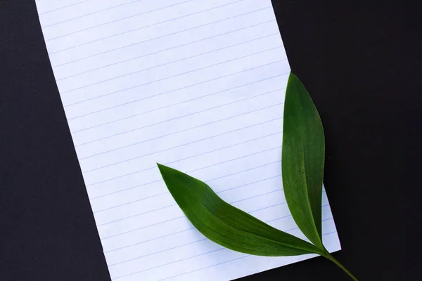 Plant Leaves Black White Background — Stock Photo, Image