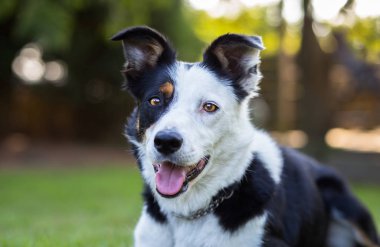 Güzel kenar kömür ocağı köpek yarım beyaz yüz ile portresi