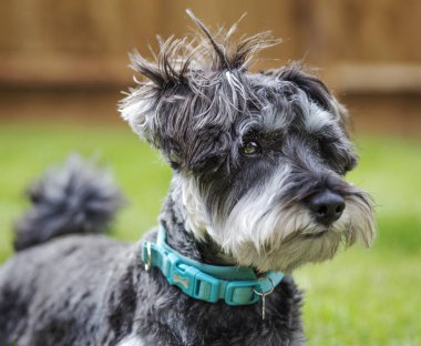 Çok güzel mini schnauzer portresi