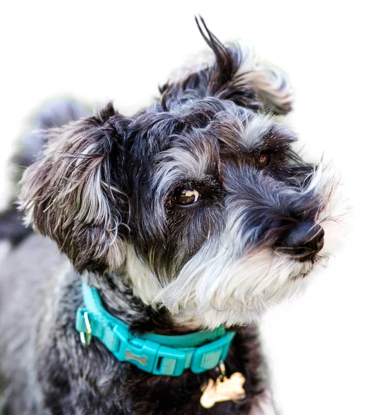 Porträt Eines Entzückenden Mini Schnauzers Auf Weißem Hintergrund — Stockfoto