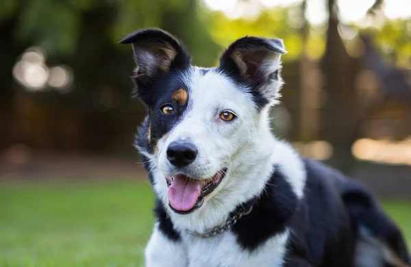 Schönes Porträt Eines Border Collie Hundes Mit Halbem Weißen Gesicht — Stockfoto