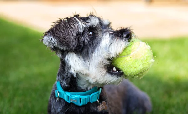 Portrait of adorable mini schnauzer with toy (tennis ball)