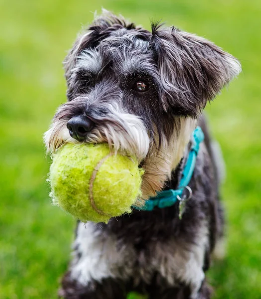 Portrait of adorable mini schnauzer with toy (tennis ball)