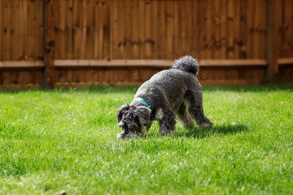Mini schnauzer sniffing and exploring in a garden. Grass and fence in background