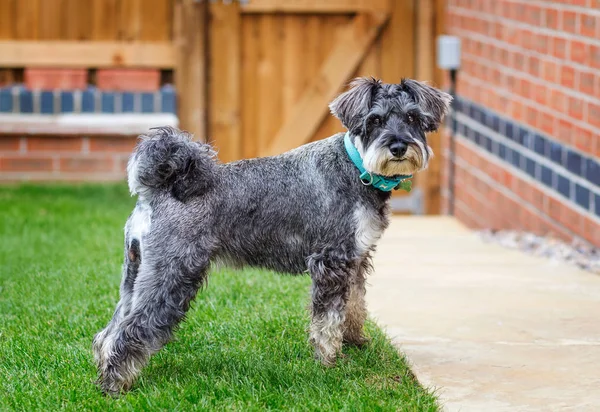 Μίνι schnauzer shot γεμάτο σώμα. — Φωτογραφία Αρχείου