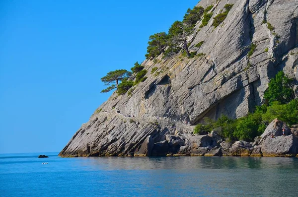 Pino Cresciuto Una Roccia Nuda Sopra Mare — Foto Stock