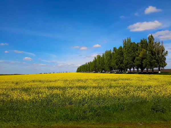 Ukrayna, geniş alanlar, muhteşem manzara doğa güzelliği zevk için bir fırsat ver. Tarım sektörünün sonsuz olanaklar vardır.