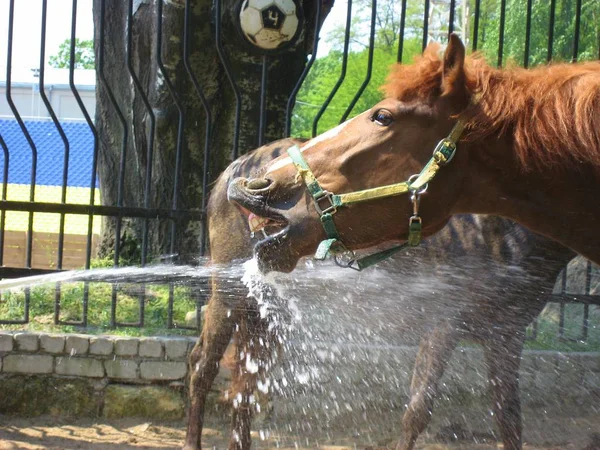 yaz sıcak, susuzluğunu gidermek, diş sıcak yaz susuzluğunu gidermek, diş at sulama yıkayın yıkama