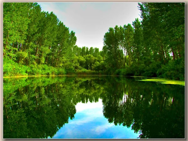 Doğa, kıyı, ağaç ve orman göl sakin suda inanılmaz temiz yansıma büyüsü