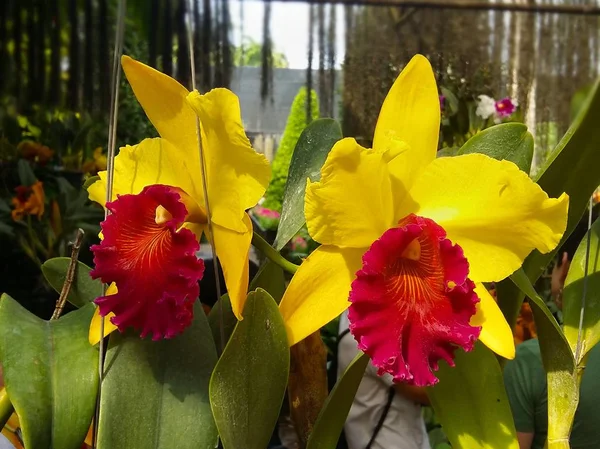 Orkide Tayland, parlak renkler renkli yaprakları onların güzelliğine hayran