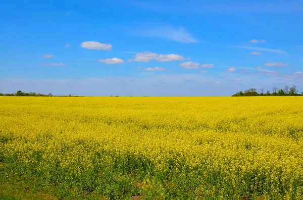 sınırsız alanlar Ukrayna, geniş ekilebilir toprakların, güzel bir manzara gökyüzü ufukta ile sonsuz bir alanı birleştirir.