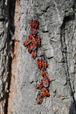 Autumn, küçük böcekleri - askerler bir ağaç kabuğu dolu.