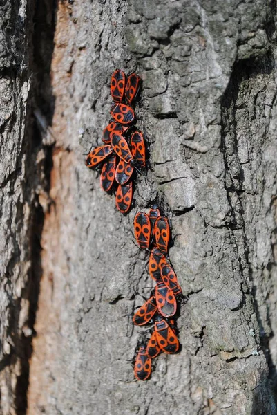 Autumn, küçük böcekleri - askerler bir ağaç kabuğu dolu.