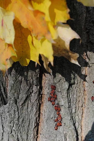 Autumn, küçük böcekleri - askerler bir ağaç kabuğu dolu.