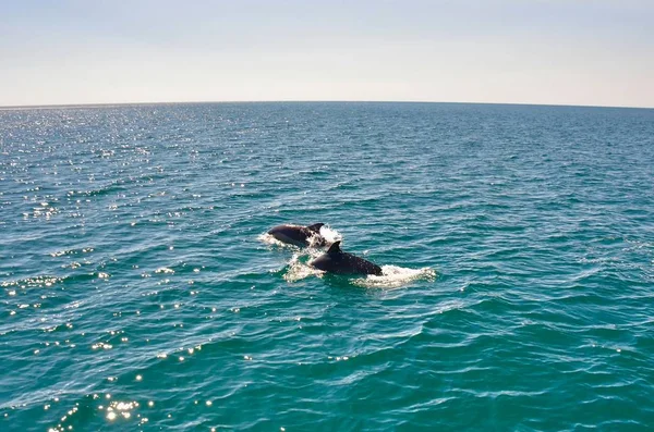 Yunuslar oynamak ve yat, açık denizde sahil uzak eşlik