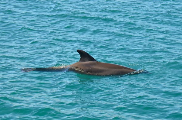 denizin bir yara izi ve çizikler, tecrübeli yunus ile güçlü, büyük, yunus