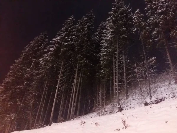 uzun boylu, gemi çam, ormanda gece, Bukoveli kayak merkezinde, Ukrayna