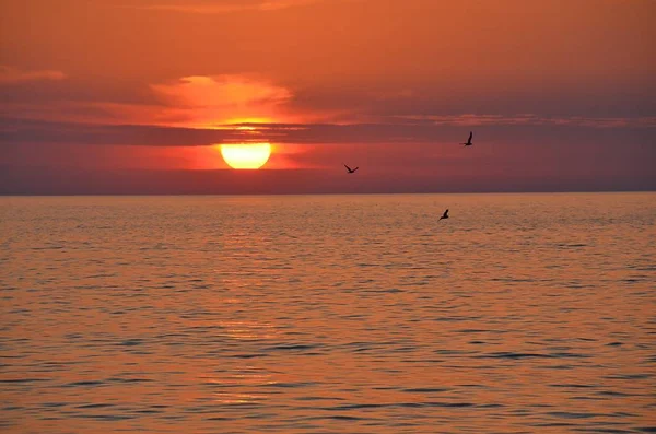 Tres Gaviotas Sobre Mar Atardecer Tres Gaviotas Sobre Mar Atardecer — Foto de Stock