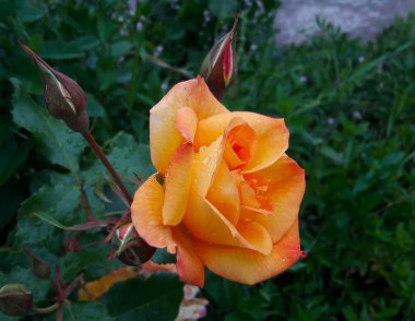 bahçedeki yaprakları üzerinde damla yağmur sonra çay rose