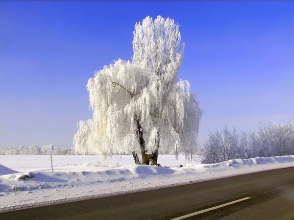 soğuk kış Ukrayna, ağaç - kar güzellik yolda