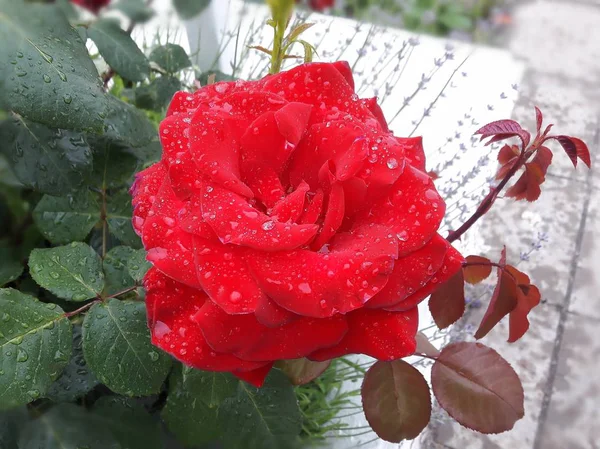 çiçek açan, sulu rose yakın kadar çiçek