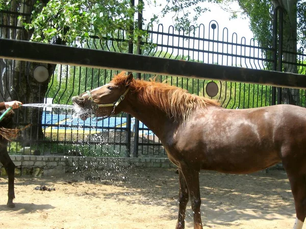 sonra bir binicilik dersi, bir jokey baskı altında bir sıhhi tesisat hortum dan su ile bir at beslenir. şehir sulama yer, at