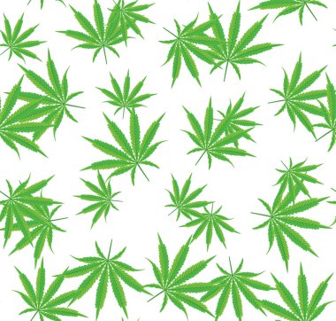 Esrar ya da marihuana Seamless modeli üzerinde beyaz izole Leavevs ile. Vektör çizim. 