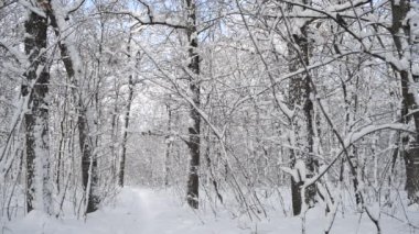 Güzel ağaçlar orman karda titredin. Rusya.