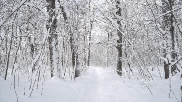 美丽的树木森林在雪中被雪 俄罗斯 — 图库视频影像