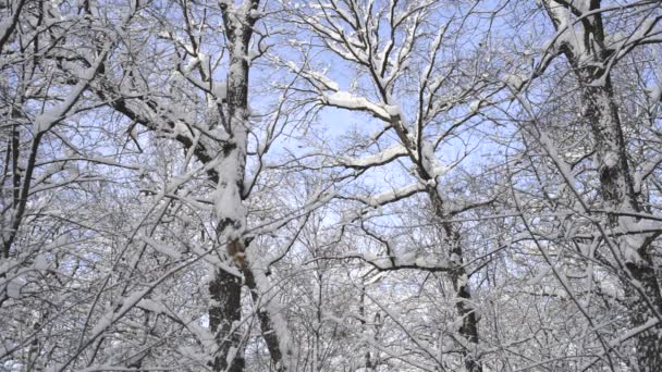 Schöne Bäume Wald Kauerte Schnee Russland — Stockvideo