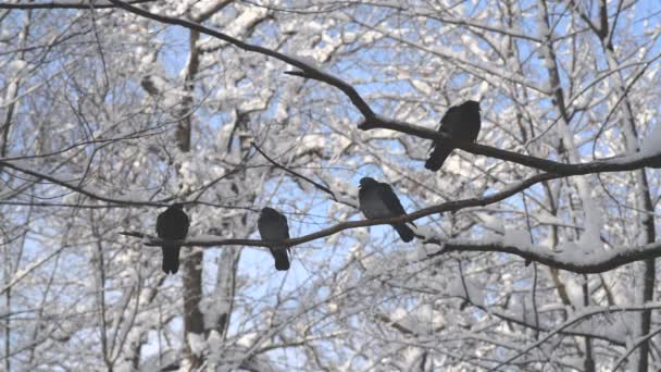 四个灰鸽站在树枝上与白雪 鸟群关闭 冬季的动物 — 图库视频影像