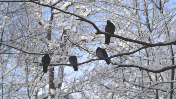 Vier Grijze Duiven Permanent Tak Met Witte Sneeuw Zwerm Vogels — Stockvideo