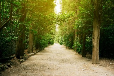 Vorontsov Sarayı topraklarında Alley. Alupka. Kırım.