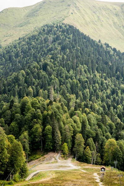 Bosque de abeto. Sochi. Krasnaya Polyana. Rusia . —  Fotos de Stock