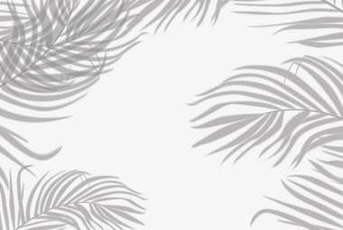 Beyaz Duvar Arka Plan Üzerinde Gölgeler Palm Yaprağı. Yaz Konsepti. 