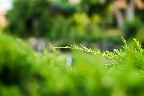 Branche Genévrier Vue Rapprochée Avec Arrière Plan Flou Genévrier Arbre — Photo