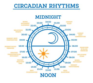 Circadian Ritim. Vektör İllüstrasyonu. Uyku Uyandırma Projesi. Infographic Elementleri. Hormon üretiminde güneş ışığına maruz kalma. Gündüz ve Gece Vücutta Gerçekleşen Süreçler.